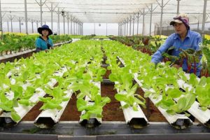 Hà Nội: Thông qua Nghị quyết về khuyến khích phát triển nông nghiệp công nghệ cao