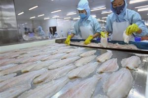 Mỹ giảm thuế chống bán phá giá với cá tra Việt Nam xuống 0%