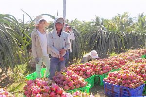 Khuyến cáo DN các giải pháp giảm ùn ứ nông sản xuất sang Trung Quốc