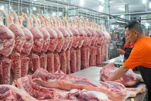 Giá thịt lợn hơi giảm về 70.000 đồng/kg từ ngày 1/4