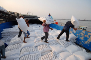Bộ NN&PTNT: Sản lượng lúa gạo đảm bảo cho tiêu thụ và dự trữ trong nước