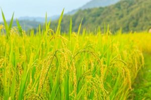 Giá gạo hôm nay 19/3/2021: Thị trường trong nước bình ổn giá