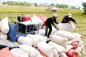 Cải thiện chất lượng tăng sức cạnh tranh của gạo Việt