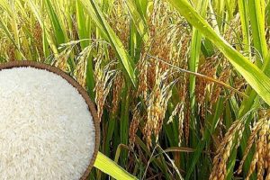 Giá gạo hôm nay 6/1: Gạo Việt xuất khẩu đạt mức 505 USD/tấn