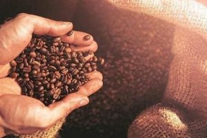 Cuối năm 2020, thị trường cà phê thế giới giảm mạnh
