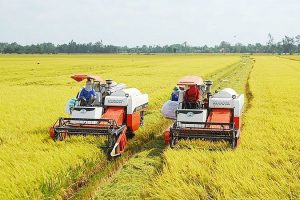 ĐBSCL: Giá lúa gạo đạt mức cao ngất ngưởng, người dân trồng lúa thắng lớn