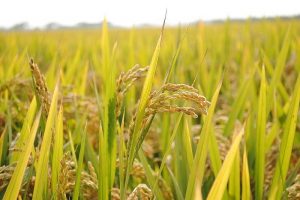 Giá gạo hôm nay 2/4/2021: Nguồn cung gạo trong nước dồi dào, sức mua giảm