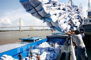 3 tháng đầu năm, xuất khẩu gạo của Việt Nam giảm mạnh