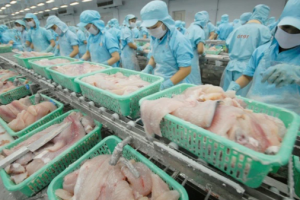 Thị trường Việt: Ngành cá tra đối mặt với nguy cơ thiếu nguồn cung