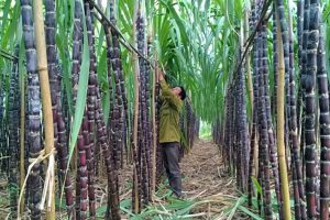 Đường từ Thái Lan ồ ạt vào Việt Nam: Người trồng mía kêu cứu
