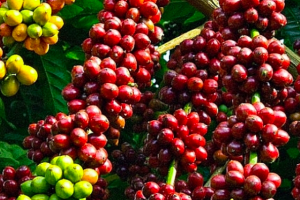 Giá cà phê hôm nay 21/5/2021: Cà phê Robusta trượt ngưỡng 1.500 USD