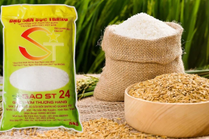 Xuất khẩu gạo ST24 tăng hơn 500% bất chấp đại dịch