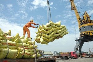 Gạo Việt, Thái tiếp tục giảm giá mạnh để cạnh tranh với gạo Ấn Độ
