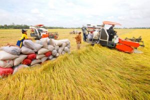 ĐBSCL: Tắc nghẽn lưu thông, giá lúa tại ruộng giảm 24%, VFA lo ngại người dân bỏ ruộng