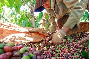 Thị trường xuất khẩu cà phê lạc quan những tháng cuối năm 2021