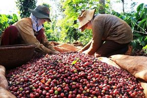 Thị trường cà phê xuất khẩu chạm đỉnh 4 năm sau cú sốc năm 2018
