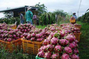 Phó thủ tướng Lê Văn Thành: Thúc đẩy lưu thông, tiêu thụ nông sản