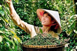 Việt Nam tiếp tục thống trị xuất khẩu hồ tiêu toàn cầu trong năm 2021