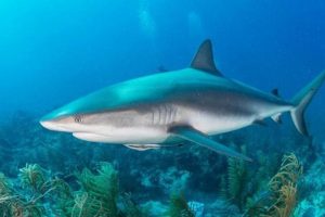 Kháng thể trong cá mập có thể ngăn ngừa virus SARS-CoV-2