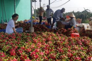 Quyết định bất ngờ của Trung Quốc khiến hàng triệu tấn trái cây của Việt Nam gặp khó