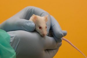 Các biến thể mới của SARS-CoV-2 có thể lây nhiễm ở chuột