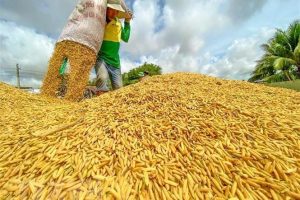 Việt Nam gia tăng xuất khẩu gạo sang thị trường ASEAN