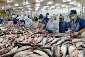 Canada là thị trường xuất khẩu tiềm năng của doanh nghiệp cá tra Việt Nam