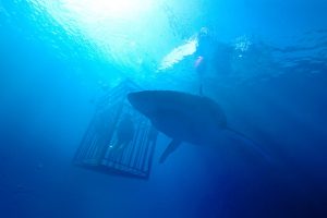 “Cá mập” PYN Elite lao đao trước sóng gió VN-Index