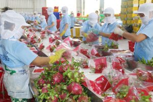 Nông sản Việt đối mặt với nhiều rào cản mới khi xuất khẩu sang Trung Quốc