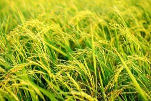 “Thời tới” với cổ phiếu lúa gạo?