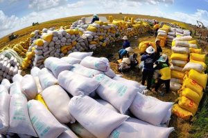 Trong tháng 11, Việt Nam xuất khẩu gần 590.000 tấn gạo