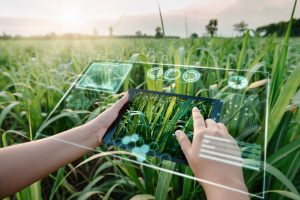 Triển vọng của AI trong tương lai phát triển nông nghiệp