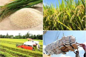 Gạo Việt Nam đi ngang, gạo Thái Lan tăng giá trong đợt nghỉ Tết Nguyên đán