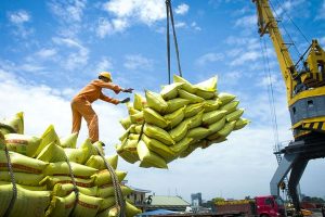 Giá gạo xuất khẩu của Việt Nam đứng thứ 2 thế giới