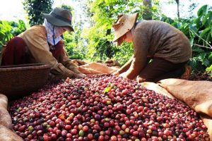 Giá cà phê hôm nay ngày 3/6: Cao nhất còn 120.700 đồng/kg tại Kon Tum và Gia Lai