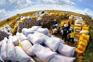 Chiến lược xuất khẩu gạo đến 2030: Tăng chất lượng, giảm khối lượng