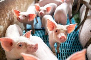 Giá lợn hơi ngày 8/6: Chạm mốc 60.000 đồng/kg ở Bạc Liêu và Long An