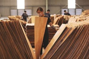 Gần 40 doanh nghiệp gỗ dán cứng có nguy cơ bị áp thuế cao tại Mỹ