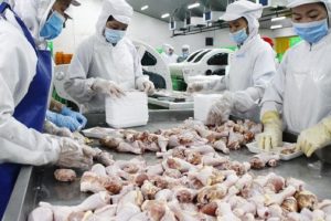 Phấn đấu xuất khẩu được thịt gà chế biến sang thị trường Nhật Bản, Hồng Kông và 5 nước Liên minh kinh tế Á – Âu