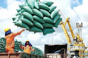 VCCI: ‘Điều kiện kinh doanh khiến gạo đắt hơn, khó xuất khẩu hơn’
