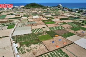 KDC Đồng Rừng ở đảo Lý Sơn: Toàn bộ dân có đất trong dự án không đồng ý