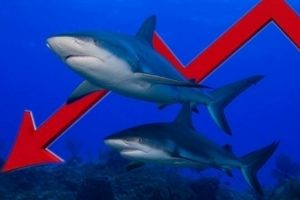 Dòng tiền cá mập “nghỉ Tết sớm”, cổ phiếu MWG “níu chân” chỉ số VN-Index