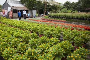 Chi phí đầu tư tăng cao, nhà vườn lo lắng cho thị trường hoa Tết