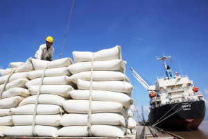 Cơ hội xuất khẩu gạo Việt từ các thị trường lớn