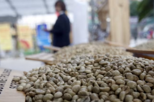 Nikkei Asia: Giá cà phê nguyên liệu Việt Nam tăng mạnh