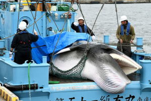 Nhật Bản cho phép đánh bắt cá voi vây vì mục đích thương mại