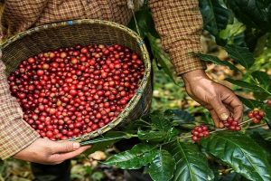 Giá cà phê hôm nay ngày 4/6: Giá mua cao nhất là 120.000 đồng/kg